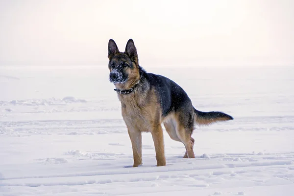 Молоду Собаку Східної Європи Пастуха Засніженими Носом Стоїть Сніжинки — стокове фото