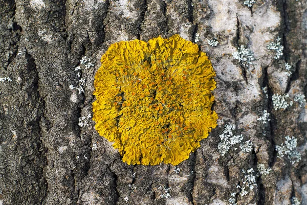 Líquen Amarelo Xanthoria Parietina Casca Uma Árvore Closeup — Fotografia de Stock
