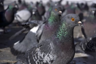 güvercinler güvercin'ın gözleri yükseklikten görünür sürüsü. En yakın kuş closeu üzerinde odaklanmak