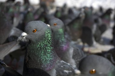 güvercinler büyük sürüsü üzerinde zemin closeup alttan görünüm