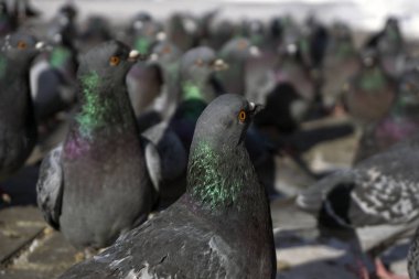 bir sürü güvercin onlardan biri gözüyle görünümünü; tek yönlü, odak en yakın güvercin kuşları bak.