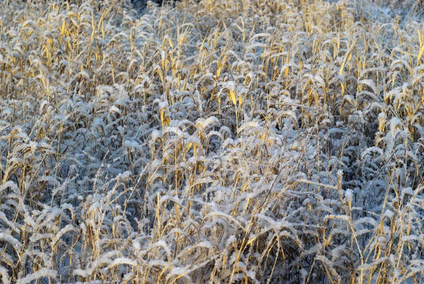 Hintergrund Trockenes Goldenes Herbstgras Mit Schnee Bestreut Von Der Sonne — Stockfoto