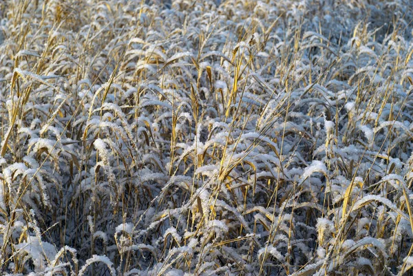 Achtergrond Droog Gouden Herfst Gras Besprenkeld Met Sneeuw Verlicht Door — Stockfoto