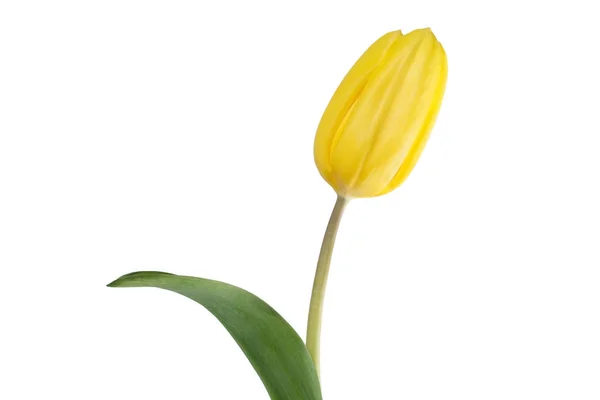 Gele Geel Tulip Flower Witte Achtergrond Isoleren — Stockfoto