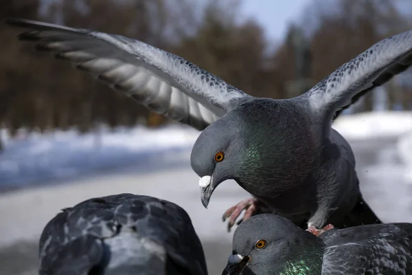 Pombos Durante Alimentação Inverno Parque Cidade Closeu — Fotografia de Stock