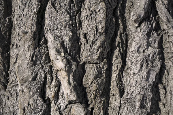 Fondo Textura Corteza Gris Lleno Baches Álamo Viejo —  Fotos de Stock