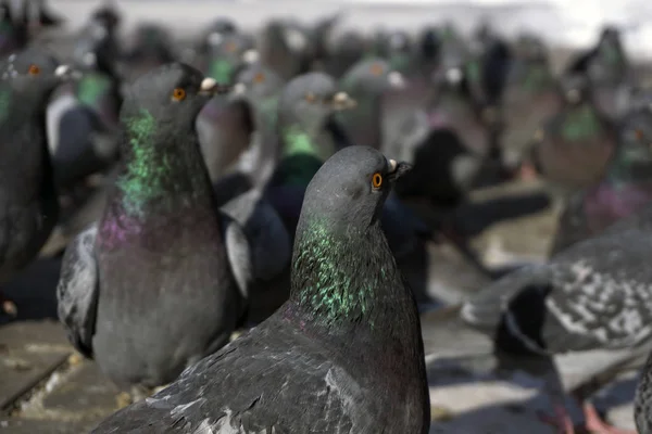Visão Bando Pombos Através Dos Olhos Deles Pássaros Olham Uma — Fotografia de Stock