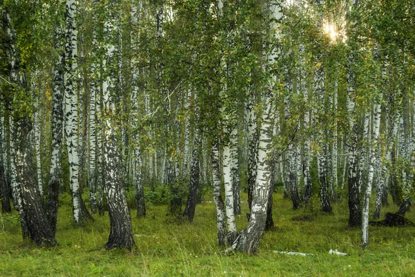 夜の光の秋の白樺林 — ストック写真