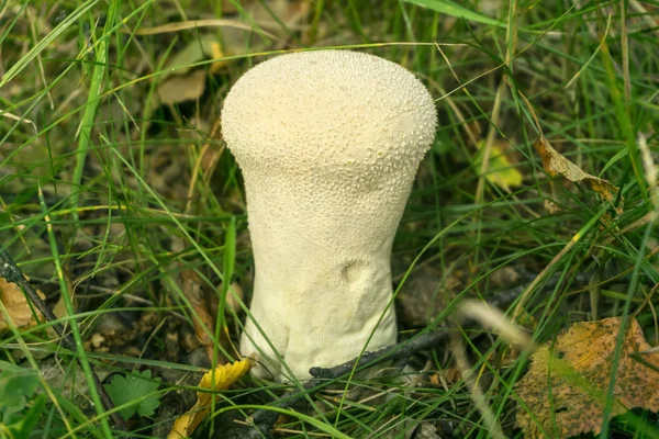 常见的马勃蘑菇 Lycoperdon Perlatum 在林下草之间的特写 — 图库照片