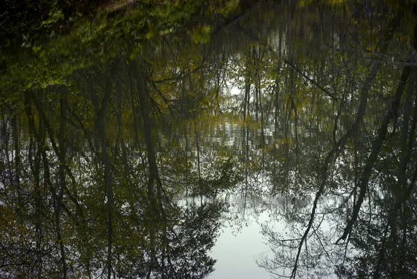 Reflexão Árvores Outono Água Limpa Calma Lago Florestal — Fotografia de Stock