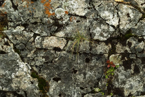 Fondo Superficie Agrietada Una Roca Vieja Con Musgo Hierba Otoño —  Fotos de Stock