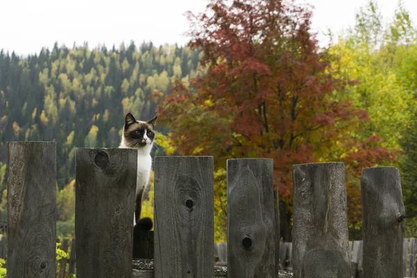 秋の田舎の背景で木製のフェンスに座っている美しい猫シール ポイントの青い目を持つ二色 — ストック写真