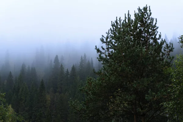 Paisaje Otoñal Bosque Pinos Clima Lluvioso Brumoso —  Fotos de Stock