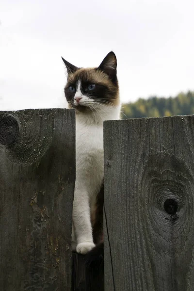Hermoso Gato Sello Punto Bicolor Con Ojos Azules Sienta Una —  Fotos de Stock