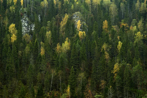 秋の針葉樹広葉樹林と草に覆われた岩山の斜面 — ストック写真