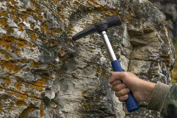 地质学家的手用地质锤击打石灰石苔藓岩石以取样 — 图库照片