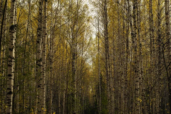 黄金の光の黄色の紅葉と秋のバーチ グローブ — ストック写真