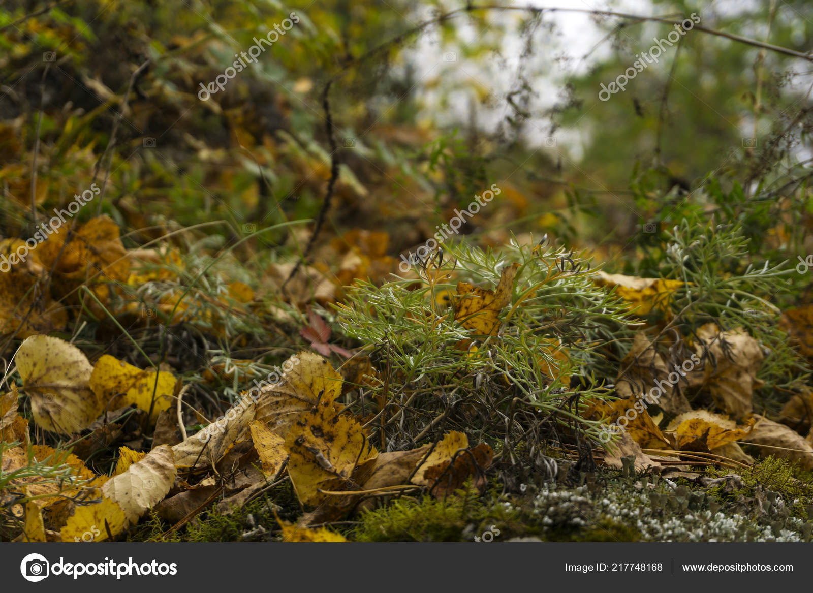 Blurred Forest Floor Autumn Forest Floor Moss Grass Fallen Yellow Leaves Close Blurred Stock Photo C Haritonoff
