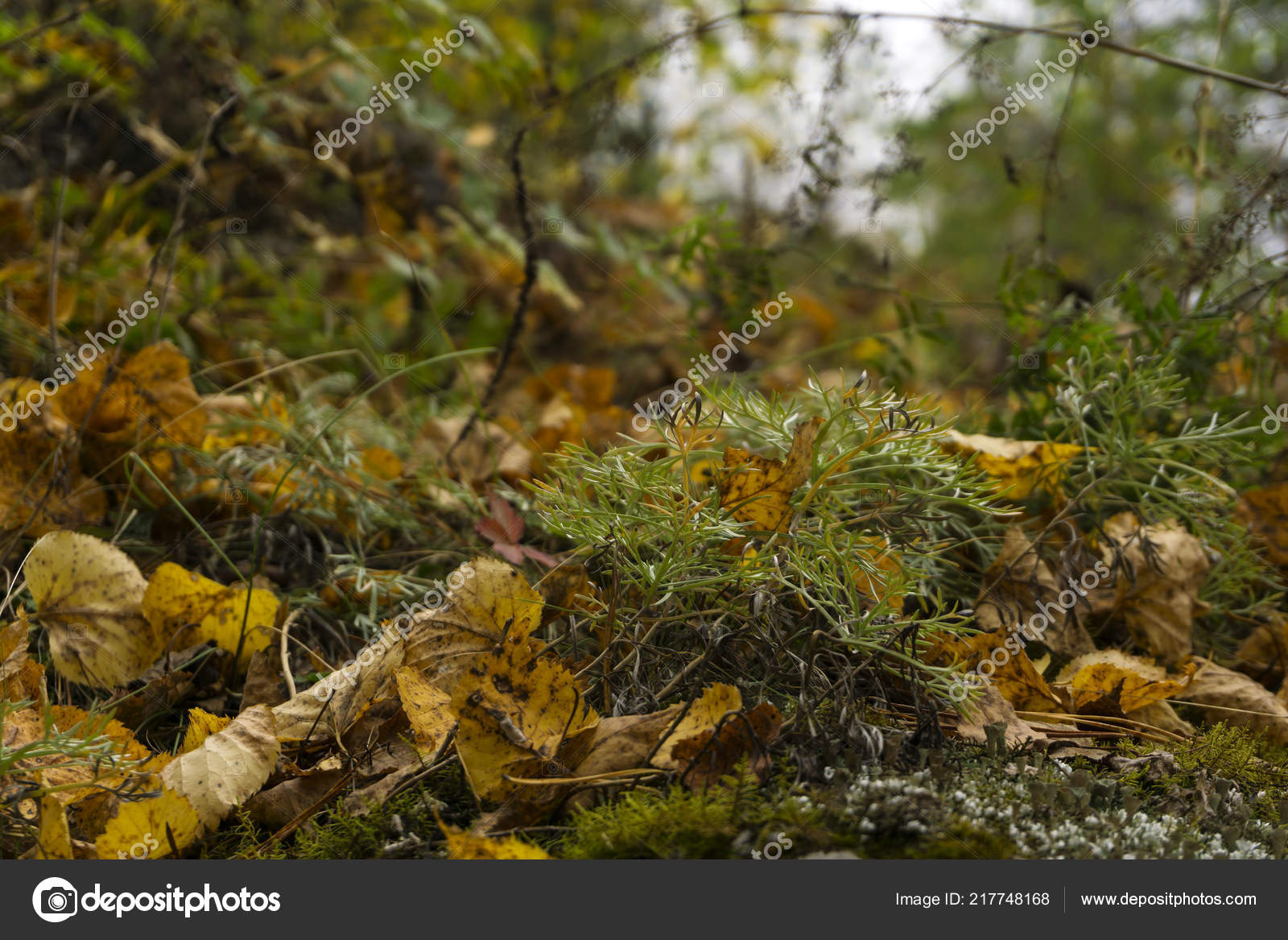 Blurred Forest Floor Autumn Forest Floor Moss Grass Fallen Yellow Leaves Close Blurred Stock Photo C Haritonoff Blurred Forest Floor Autumn Forest Floor Moss Grass Fallen Yellow Leaves Close Blurred Stock Photo C Haritonoff