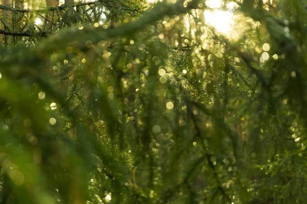 Suddiga Soliga Grön Abstrakt Bakgrund Oskärpa Droppar Trädgrenar Efter Regn — Stockfoto