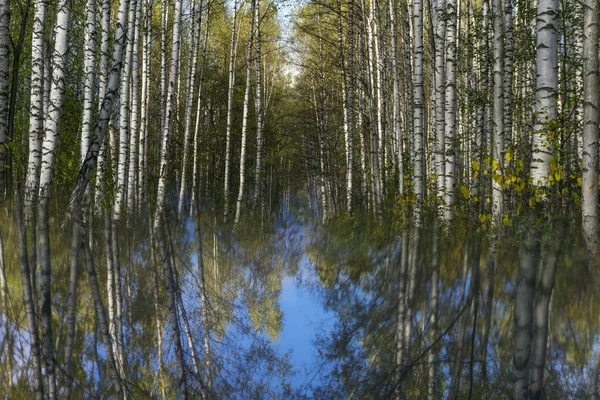 秋の白樺林にシュールな風景がぼやけて鏡面に反映 — ストック写真