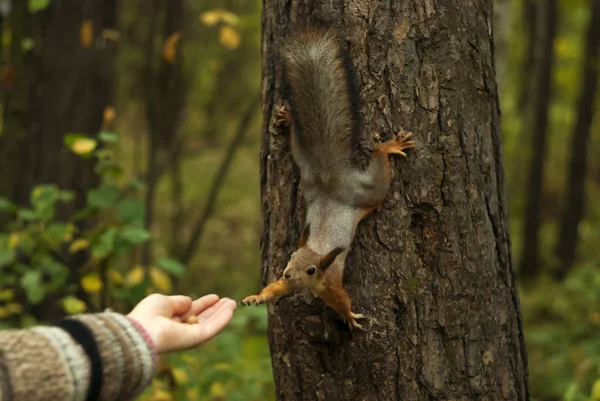 Ardilla Roja Divertida Sentado Árbol Con Pata Alcanza Mano Una — Foto de Stock