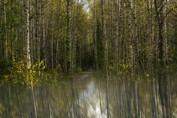 Surrealistisch Landschap Met Herfst Berk Grove Weerspiegeld Een Wazig Spiegelend — Stockfoto