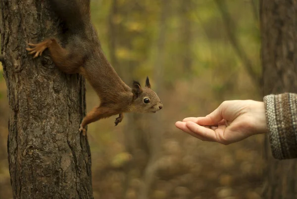 年轻的红色欧亚松鼠坐在树上好奇地伸手去找女人的手 — 图库照片