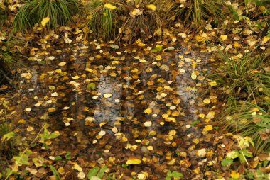 çim tufts düşen sarı yapraklar ile kaplı arasında sonbahar bataklık ormandaki birikintisi