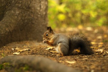 sincap sonbahar ormanda yere bir ağaç gövdesine yakın oturur, gülümser ve bir şey yiyor