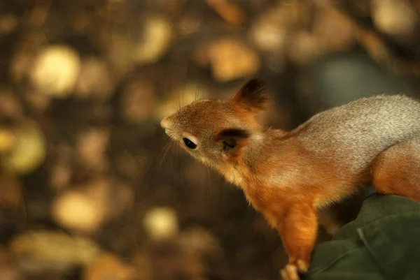 Jovem Eurasian Vermelho Esquilo Closeup Embaçado Outono Fundo — Fotografia de Stock