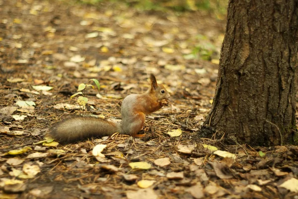 秋の芝生の上 ツリーの下に座って 何かを食べて赤リス — ストック写真
