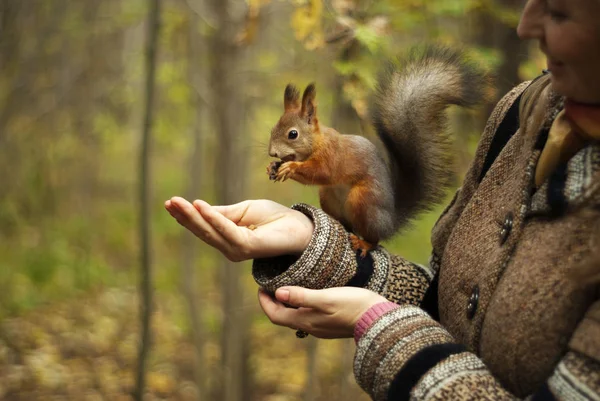 背景をぼかした写真の女の子の手でナットを食べる秋の公園で赤リス — ストック写真