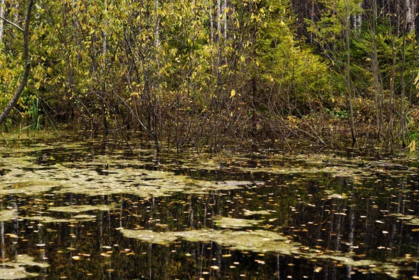 Landschap Herfst Moeras Met Modder Gevallen Bladeren Het Oppervlak Van — Stockfoto