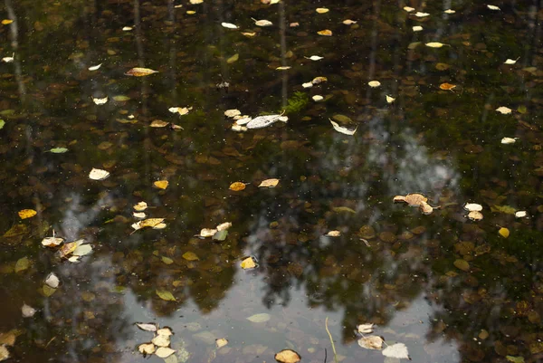 Bosque Otoño Refleja Superficie Del Espejo Liso Del Charco Con — Foto de Stock