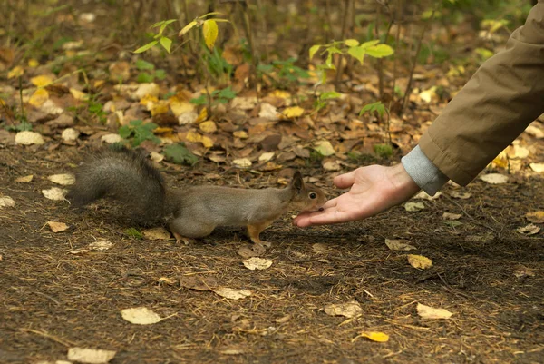 Rode Eekhoorn Herfst Park Eten Van Noten Met Een Meisje — Stockfoto