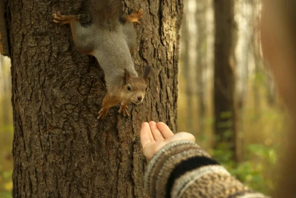 Pretty Squirrel Sitting Tree Curiously Reaches Woman Hand Stretched Her — Stock Photo, Image