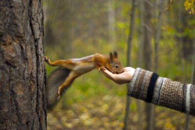 Kızıl sincap fındık bir kızın elini, arka plan bulanık ile yemek Sonbahar Park