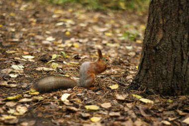 red squirrel sitting under a tree on an autumn lawn and eating something clipart