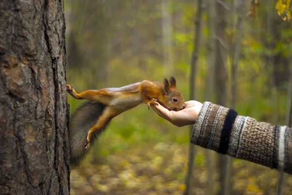 Ardilla Roja Parque Otoño Comiendo Nueces Con Mano Una Chica — Foto de Stock