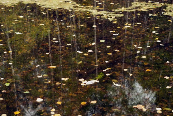 Hösten Skogen Återspeglas Smidig Spegelytan Pöl Med Flytande Löv — Stockfoto