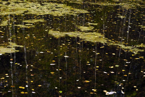 Paisaje Pantano Otoño Con Barro Hojas Caídas Superficie Del Agua — Foto de Stock