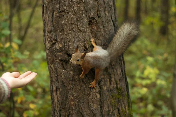 pretty squirrel sitting in a tree preparing to jump on a woman\'s hand stretched to her