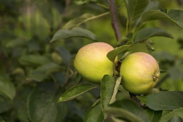 two half ripe small apples on a tree branch in the garden