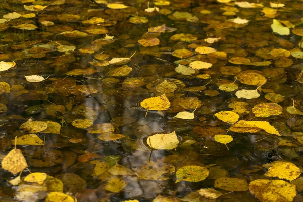 Желтые Золотые Коричневые Осенние Листья Осины Луже — стоковое фото