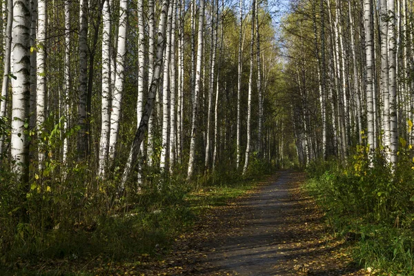 落ち葉で覆われてパスを持つ秋のバーチ グローブの路地 — ストック写真