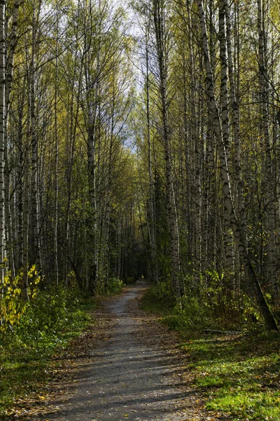 Gang Musim Gugur Birch Rumpun Dengan Jalan Tertutup Dengan Daun — Stok Foto