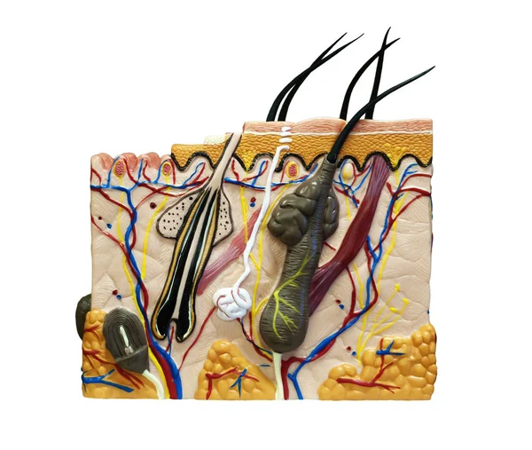 çalışma kılavuz - beyaz adam izole insan cilt yapısı