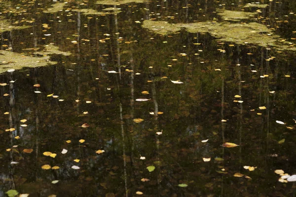 Podzimní Les Odráží Ležícímu Povrchu Louže Plovoucí Spadané Listí — Stock fotografie