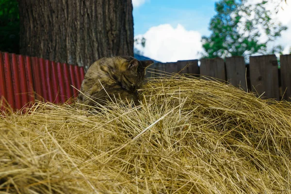 灰色の国の猫を洗う 裏庭で干し草の山の上に座って — ストック写真
